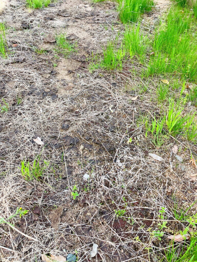 枯れ草と土が混じったままの荒れた地面