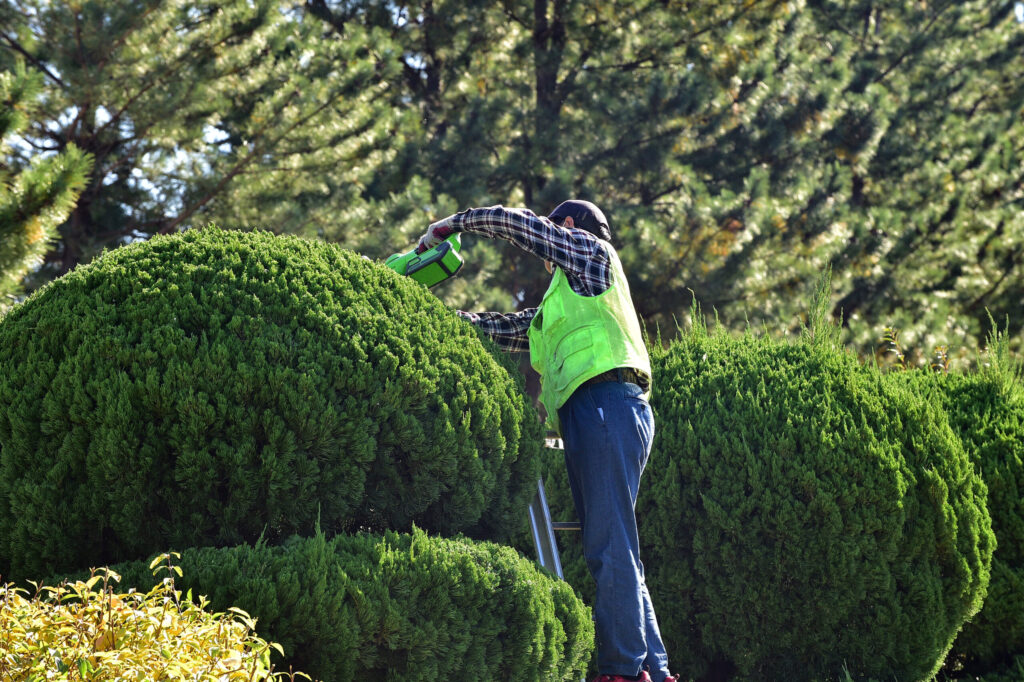 脚立に上がり、丸く仕立てたコニファーの上部を刈り込む職人