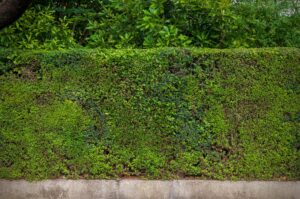 刈り込んで整えた生垣。上面と側面をそろえ、風と光が通るようにした境界の植栽